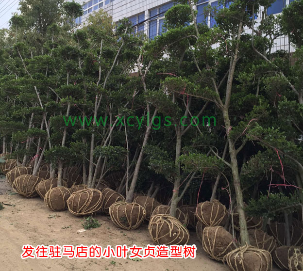 發往駐馬店小葉女貞造型樹