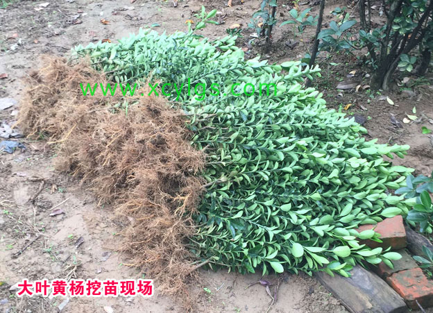 挖苗現場