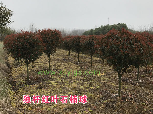 獨桿紅葉石楠球