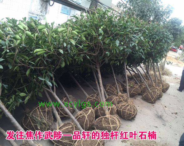 發往焦作的紅葉石楠