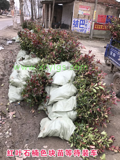 準備裝車的色塊苗