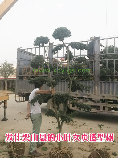 發往梁山的小葉女貞造型樹