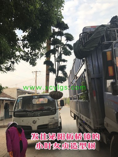 發往泌陽的小葉女貞造型樹