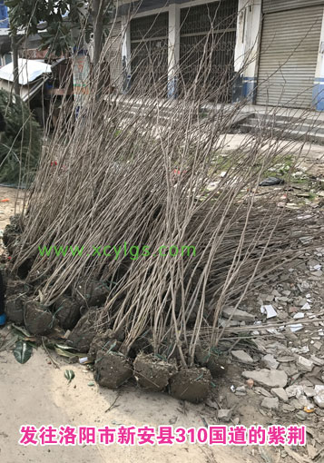 發(fā)往洛陽(yáng)的紫荊